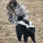 Image of Skunk